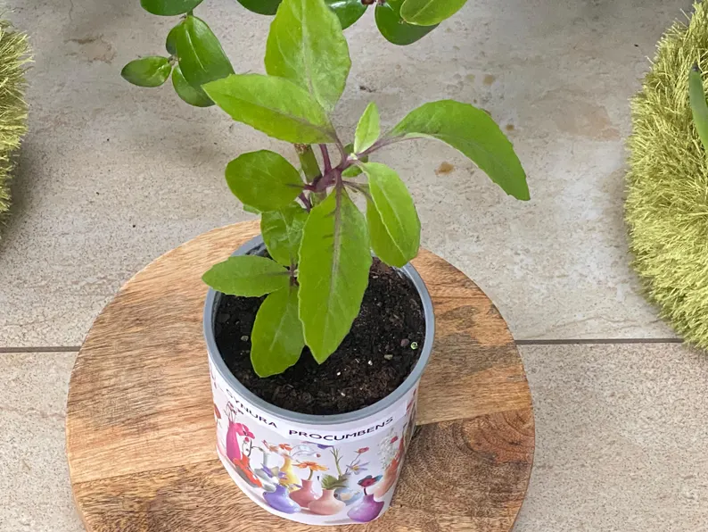 Plant Leaf of Life, Gynura procumbens