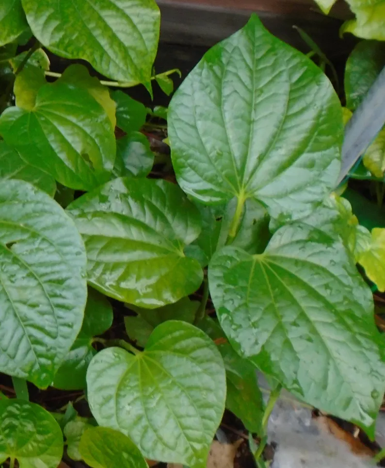 Root Natural BETEL LEAVES LOLOT